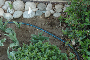 our Baytown irrigation installation team installed this drip system